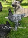 Blue and black Breda Fowl pullets, and Ava