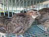 Jumbo Coturnix Quail 