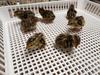 Jumbo Coturnix Quail Chicks