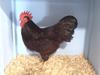 Champion Rhode Island Red. Owned and Exhibited by Derik Remley