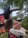As Juvenile... Duck in hand