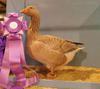 Reserve Champion Waterfowl Shawnee, 2011