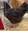 Speckled Sussex pullet, Champion English