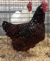 Speckled Sussex hen, Reserve Best of Breed