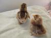 Bielefelder chicks - autosexing