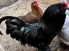 Black Ameraucana Rooster