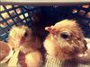 Buckeye Chicks