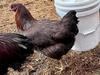 Partridge Chantecler Hen