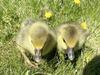 Female Pilgrim Goslings