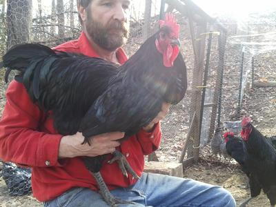 jersey giant rooster