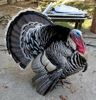 This is RickyBobby....he will be our #1 Breeder for 2018.