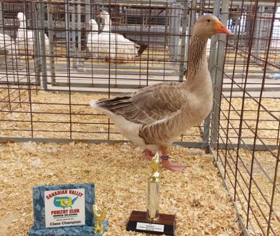 Champion Waterfowl (Show A), Canadian River Poultry 