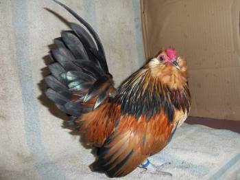 Cock Bird