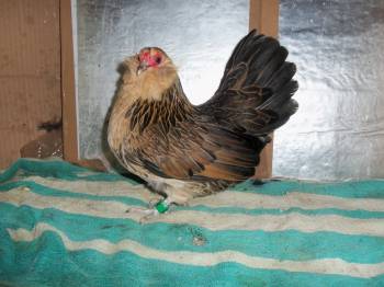 Cock swap