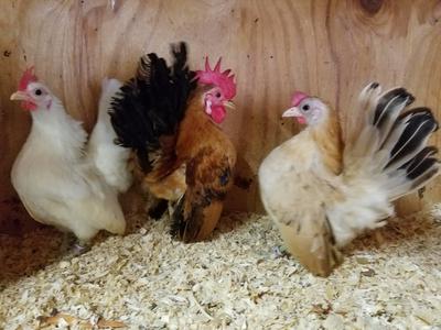 Va Serama American And Ayam Malaysian