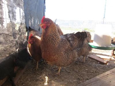 Bielefelder hens