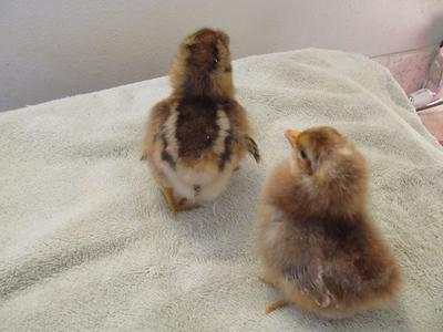 Bielefelder chicks - autosexing