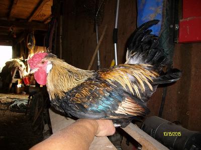 Icelandic rooster