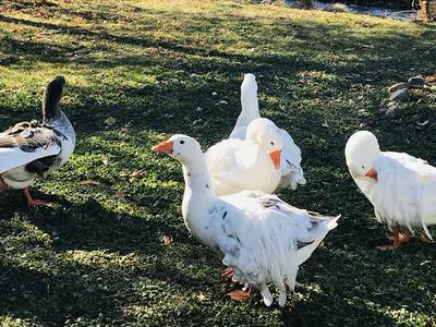 sebastopol geese