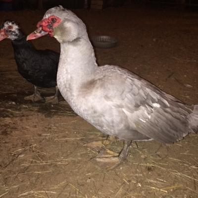 A lavender Drake we hatched