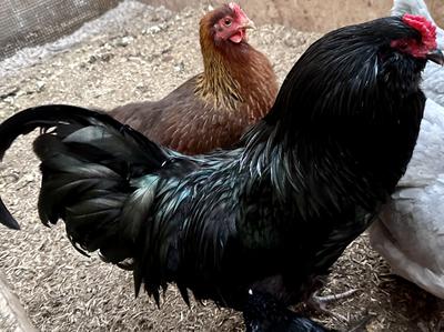 Black Ameraucana Rooster
