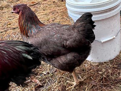 Partridge Chantecler Hen