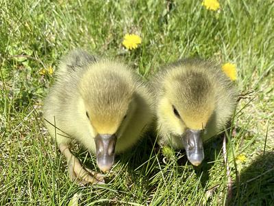 Female Pilgrim Goslings