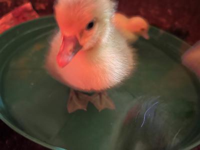 Male Pilgrim Gosling