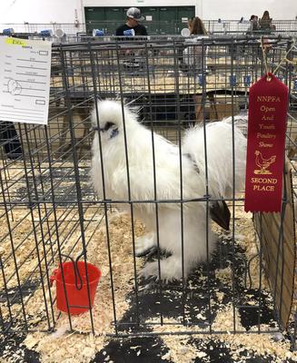 Ziggy with his prize.