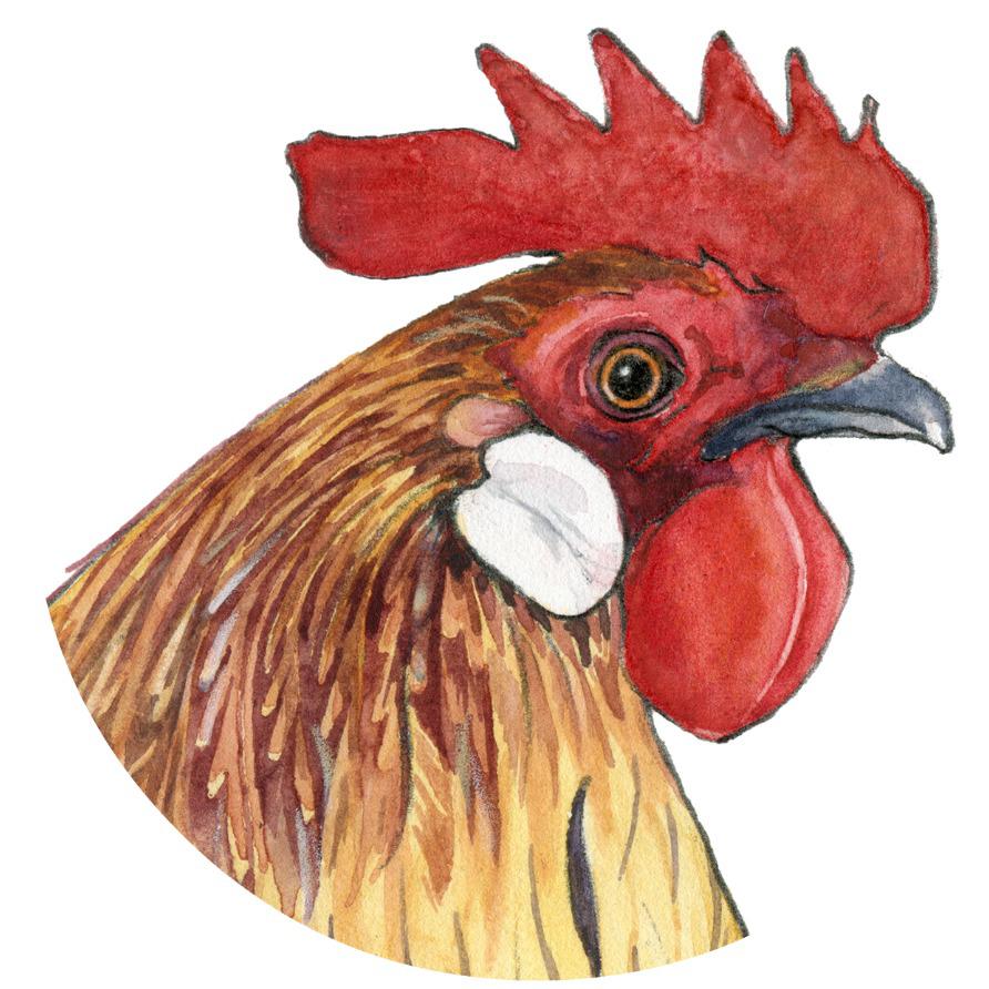 Coccidiosis